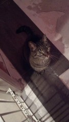 Chipper checking out floor color