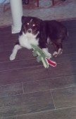 Dakota enjoying the new floors and his "Gator"