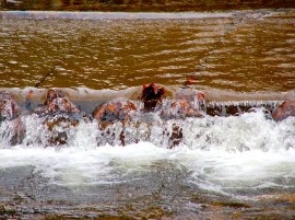 DSC_0083 - Version 2